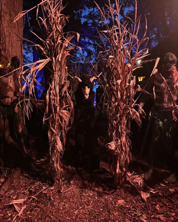 Figures hiding between dried corn stalks at the Corn Stalkers Maze.